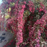 زرشک تازه