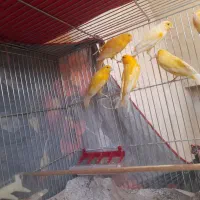 فروش قناری|پرنده|آباده, |دیوار