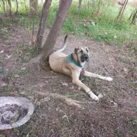 سگ سراب ماده اصل|سگ|رشت, لاکان|دیوار