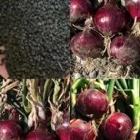 فروش بذر دستگیری قرمز مالبیک از شرکت مینروا|خدمات باغبانی و درختکاری|جیرفت, |دیوار