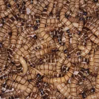 سوپرورم زنده