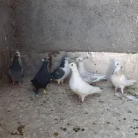 ۶عددنرپرشی