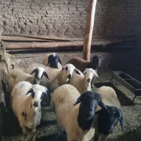 فروش بره نر و ماده سبک جهت کشتار و داشت