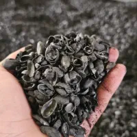 کربن پسته و گردو درجه یک
