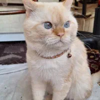 گربه پرشین اسکاتیش نر|گربه|تبریز, |دیوار