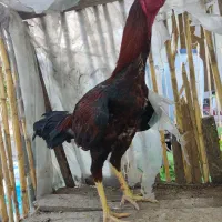 خروس لاری