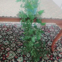 گل طبیعی پوتوس