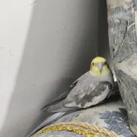 عروس هلندی گم شده|حیوانات|زاهدان, |دیوار