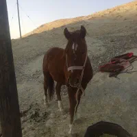 اسب نر اصیل