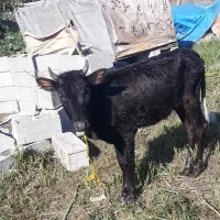 لیشه چالوسی اصیل   گاو ورزا|حیوانات مزرعه|رشت, حومه رشت|دیوار