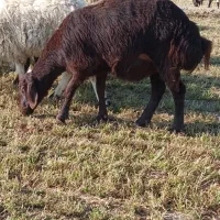 بره ماده شیشک