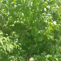 گردو ریز