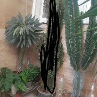 گل و گیاه طبیعی|گل و گیاه طبیعی|محمدشهر, محمدشهر|دیوار