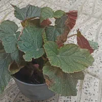 فروش انواع گل و قلمه با نازلترین قیمت