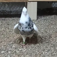 همه مدل مولد جوجه بده هوایی وزمینی گره|پرنده|قشم, |دیوار