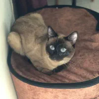 سیامی اصیل|گربه|قائم‌شهر, |دیوار