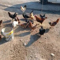 تعدادی مرغ و خروس محلی فروشی