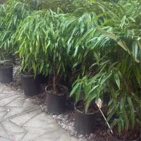 حراج گل گیاه به مدت محدود|گل و گیاه طبیعی|مشهد, هفت تیر (حافظ)|دیوار