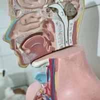 مولاژ بدن