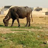 چهار راس گاومیش نزدیک به زایمان