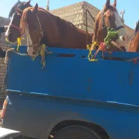 خرید فروش اسب سواری