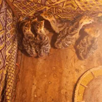 جوجه بوقلمون با مادر