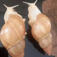 حلزون البینو رایگان