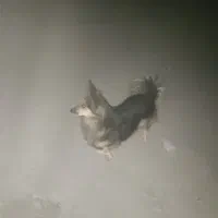 سگ پیدا شده باباریز|حیوانات|سنندج, |دیوار