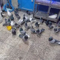 کبوتر پر همه رنگ درجه یک|پرنده|شهرکرد, |دیوار