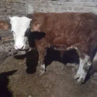 هریس‌روستایی|حیوانات مزرعه|پاوه, |دیوار