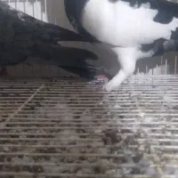 همه جفتی به شرط پرش وجوجه|پرنده|شیروان (خراسان), |دیوار