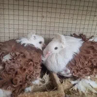 کبوتر جکسون|پرنده|ساری, |دیوار