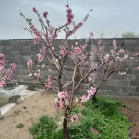 چهاردیواری-آب-و-برقدار-داخل-مجموعه-بزرگ