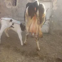 گاوشیری باگوساله نر سمنتال اصل شیر۱۸ک