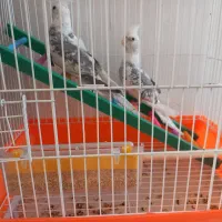 جوجه عروس هلندی