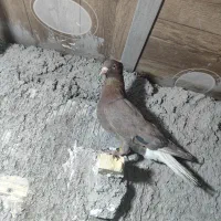 گلی دمسفید|حیوانات|رفسنجان, |دیوار