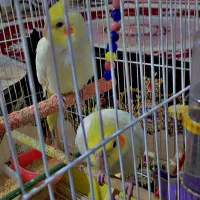 عروس هلندی|پرنده|بناب, |دیوار