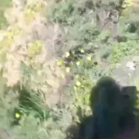 گوسفند میش بز بره بزغاله مرتع