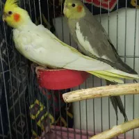 فروش  عروس هندی لوتیو