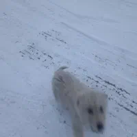 سگ خوشگل و ناز و دوست داشتنی آپارتمانی