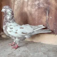 کفترپرشی|پرنده|رشت, عینک|دیوار