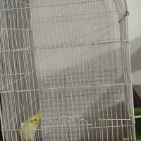 قفس بزرگ بدونه عروس هلندی