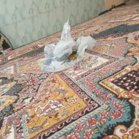 دوت فرش تمیز صادراتی|فرش|برازجان, |دیوار