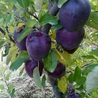 فروش انواع نهال درجه یک در تخفیف یلدایی