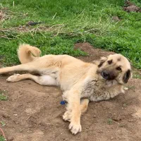 واگذاری سگ نر 18 ماهه