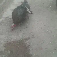 بوقلمون|حیوانات مزرعه|اهواز, کوی علوی|دیوار