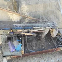 کبوتر|پرنده|شاهینشهر, شهرک پردیس|دیوار