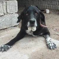 سگ پژدر عراقی