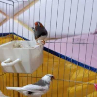 فنج|پرنده|خرم‌آباد, |دیوار