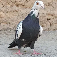 کفتر آلمانی بزک مسافتی|پرنده|مشهد, آبکوه|دیوار